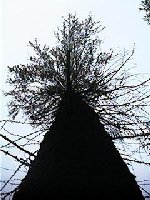 width="150"